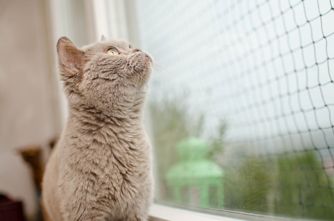 好奇心害死猫电影，探究悬疑背后的深层心理与人性之谜