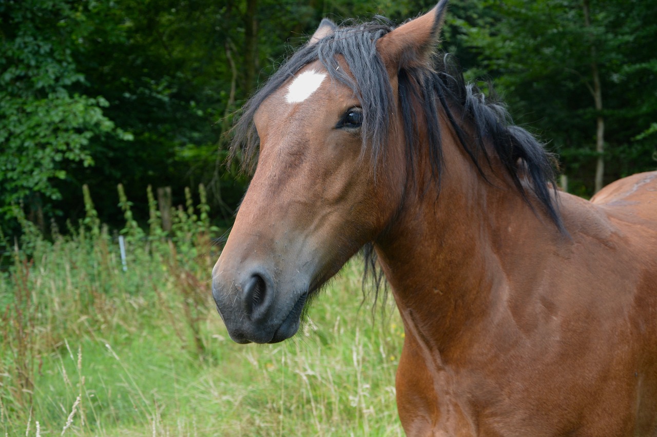 2024澳门特马今晚开奖香港，如花似玉352.581