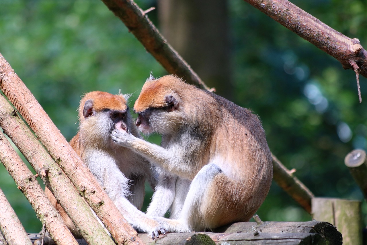 2025年正版资料免费大全：本期推荐牛、鸡、猴、蛇