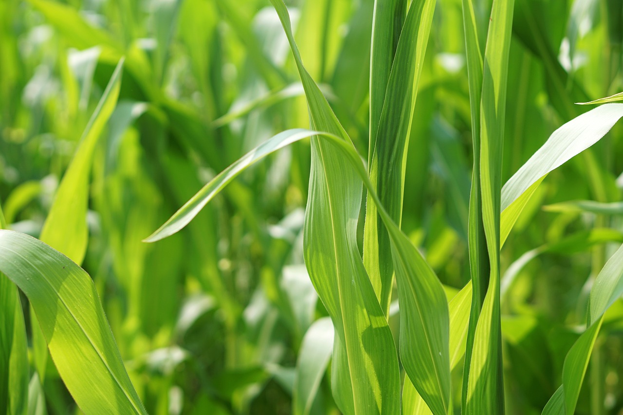 芹菜批发价格最新行情及分析概览