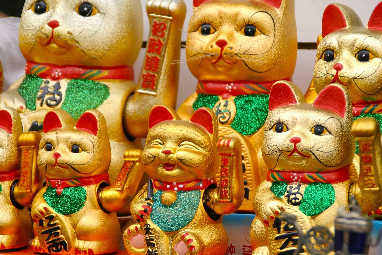 折耳猫比赛，独特舞台展现猫咪魅力