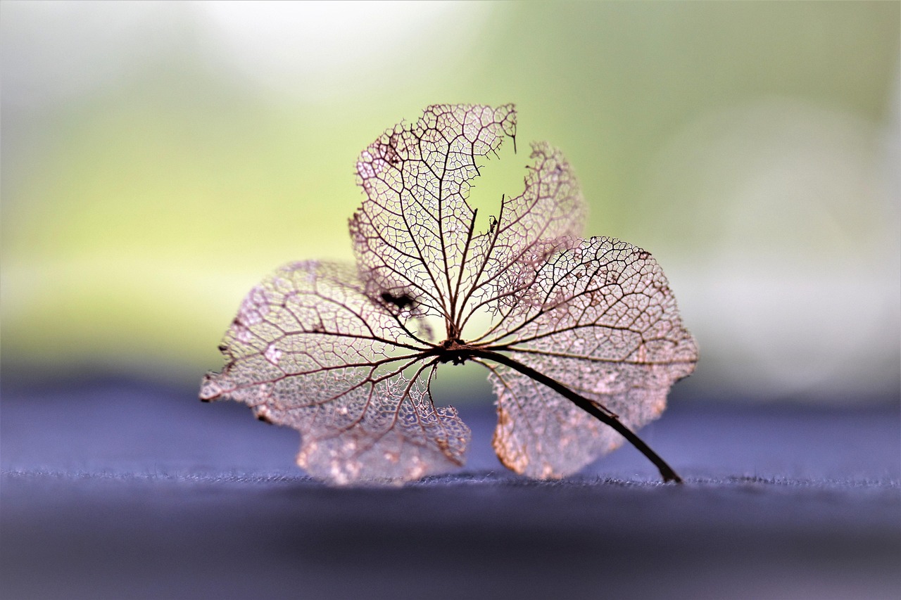 小欣蕊病情更新，希望之花绽放的挑战与力量——小欣蕊的最新进展与力量展现