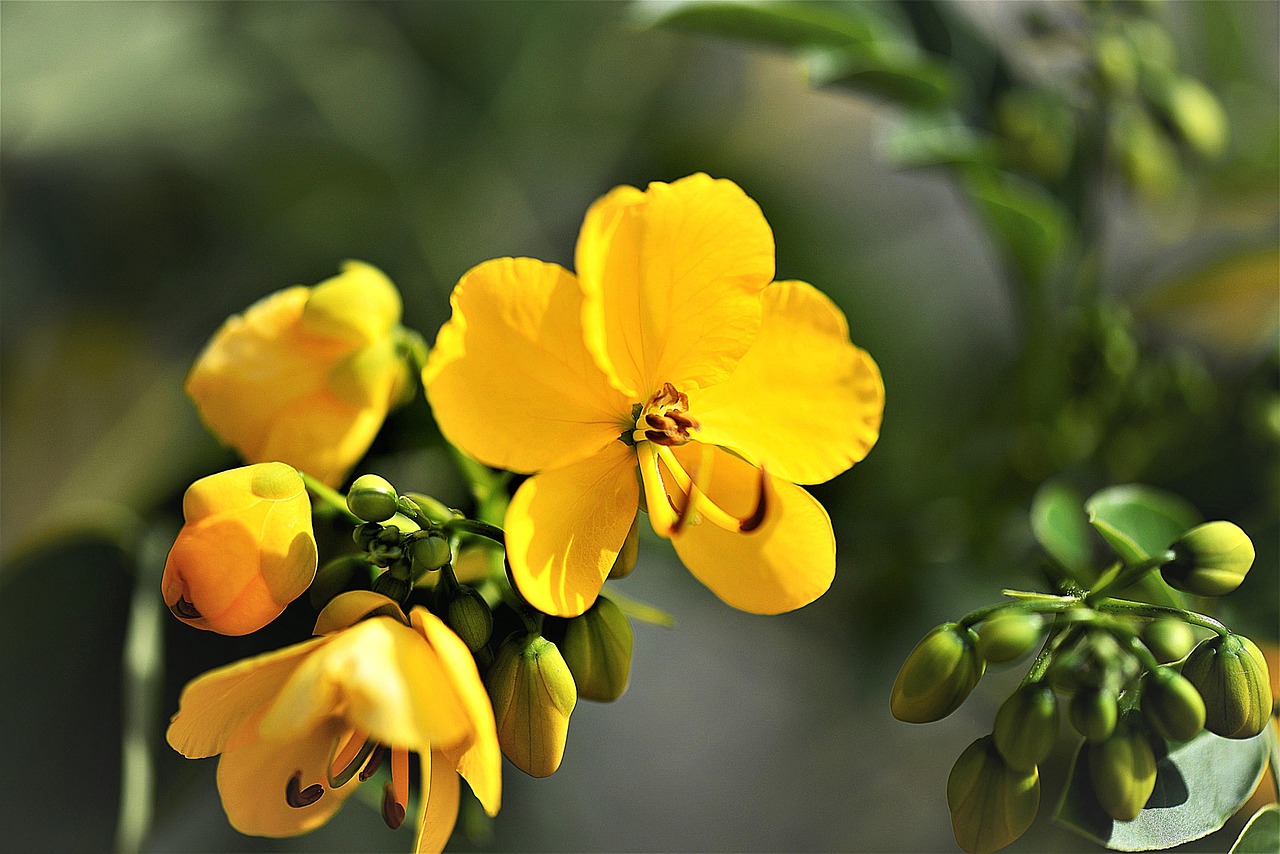松花菜价格行情解析与趋势分析
