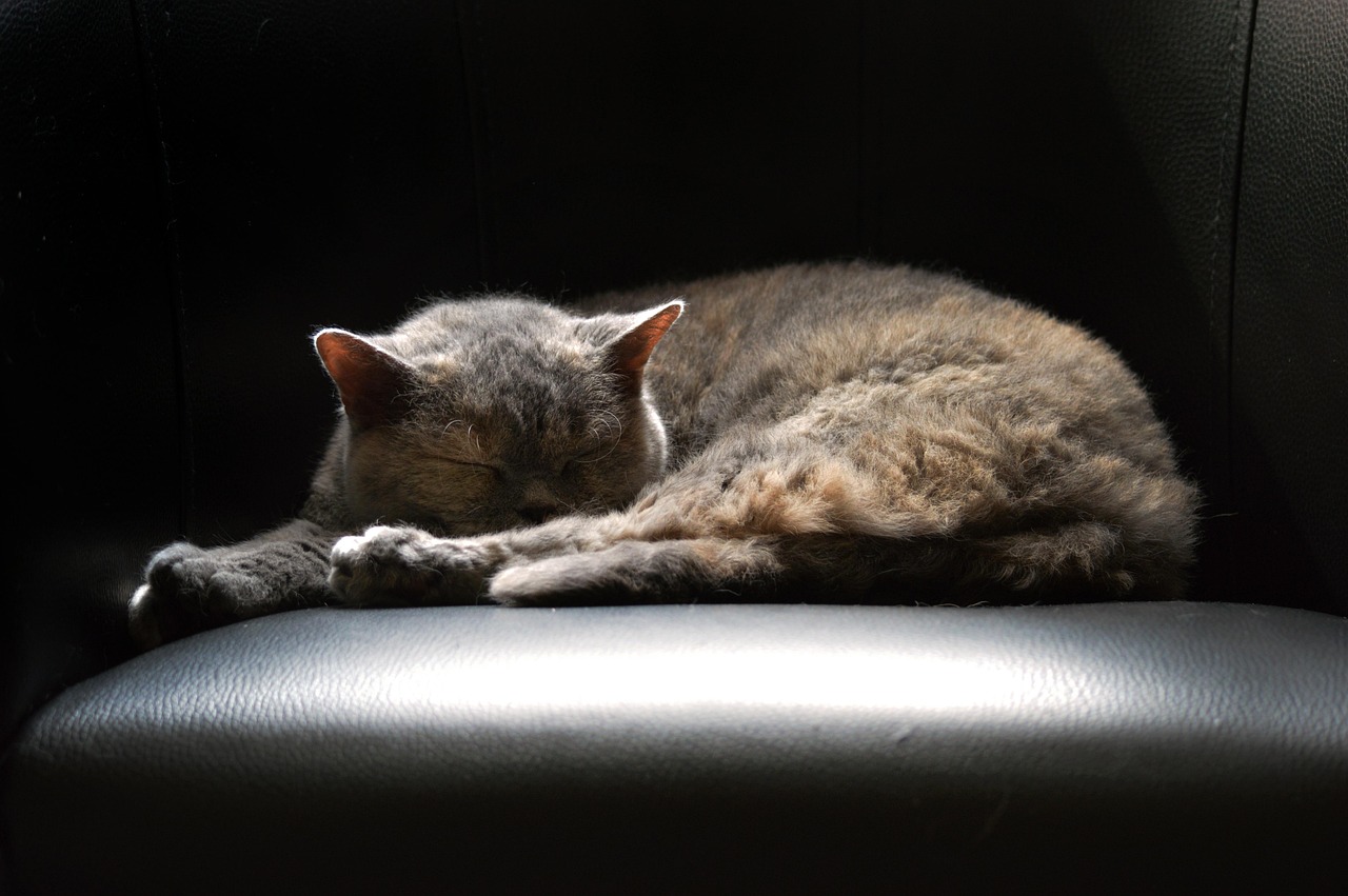 塞尔凯克卷毛猫价格详解，影响价格因素及探讨