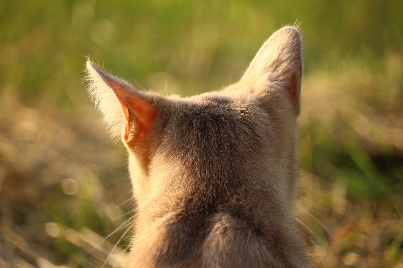 成都轻声喵语最新动态，探索新时代猫咪文化