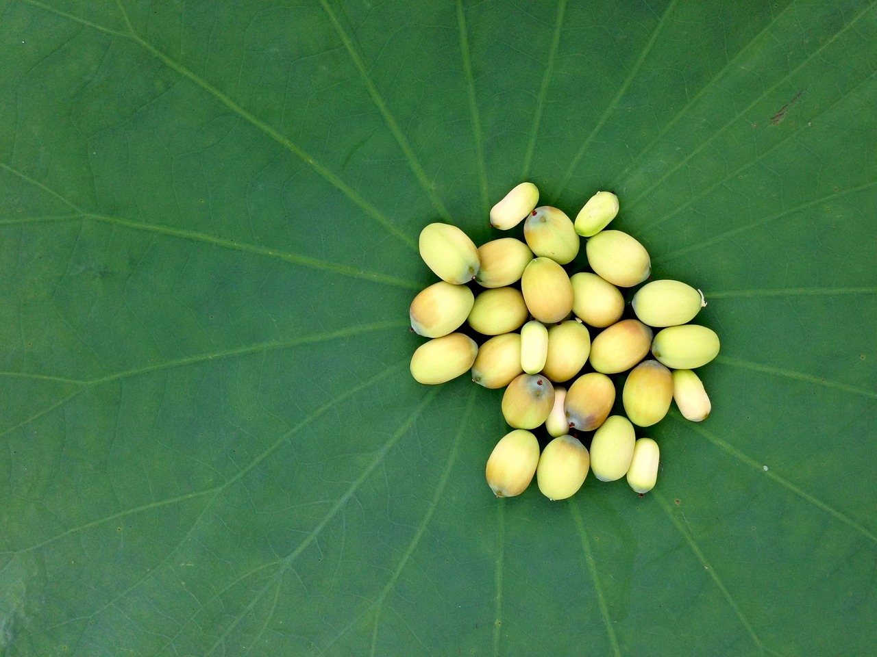 叶霉最新成分研究，未来健康的新希望探索