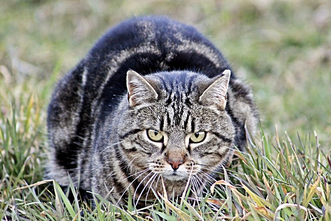 探索猫咪世界的新动态，揭秘猫咪最新变化与成长历程