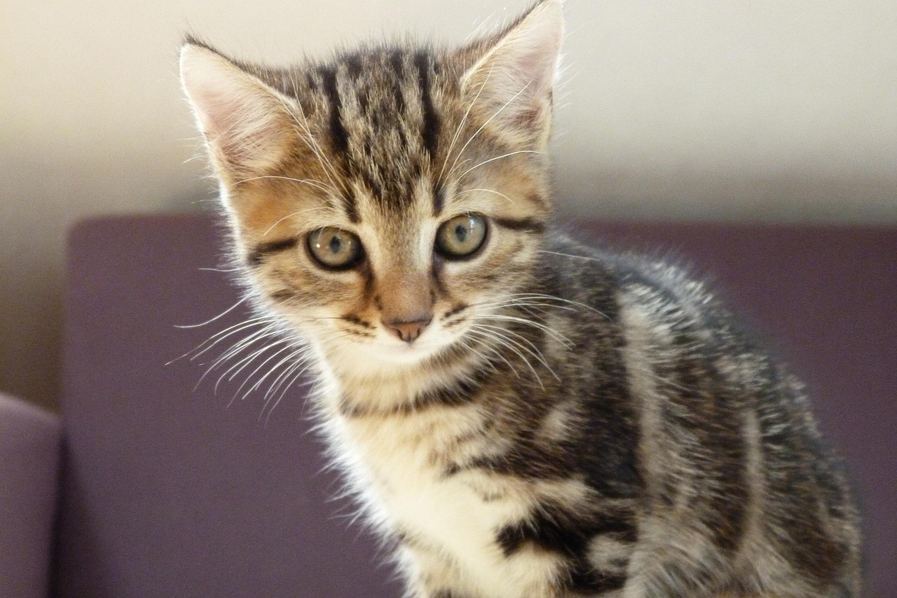 猫咪网全新网址，探索猫的世界，无限乐趣等你来享！