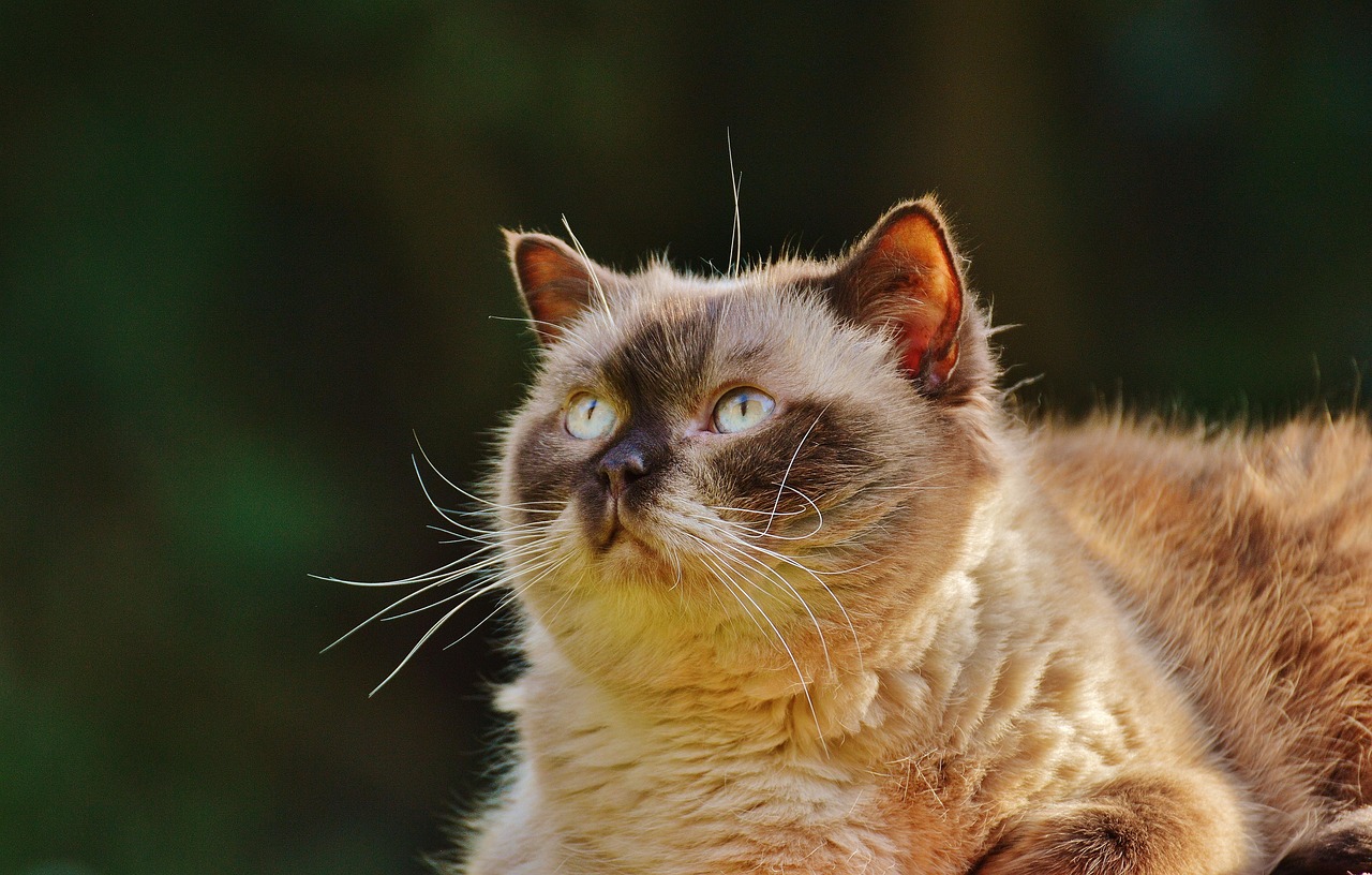 动漫世界中的猫名探索与赏析