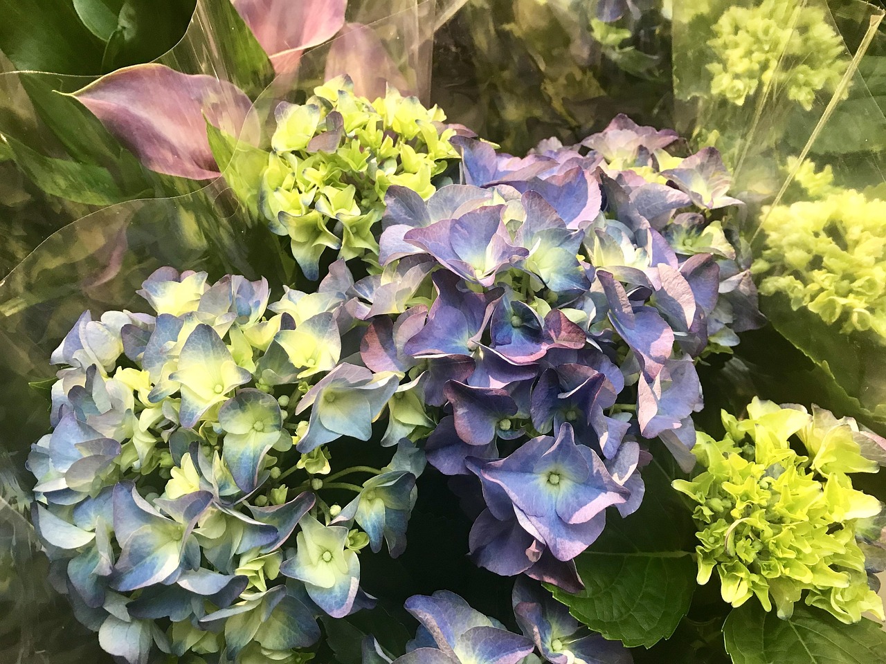 动漫鲜花图片的魅力与影响力探究