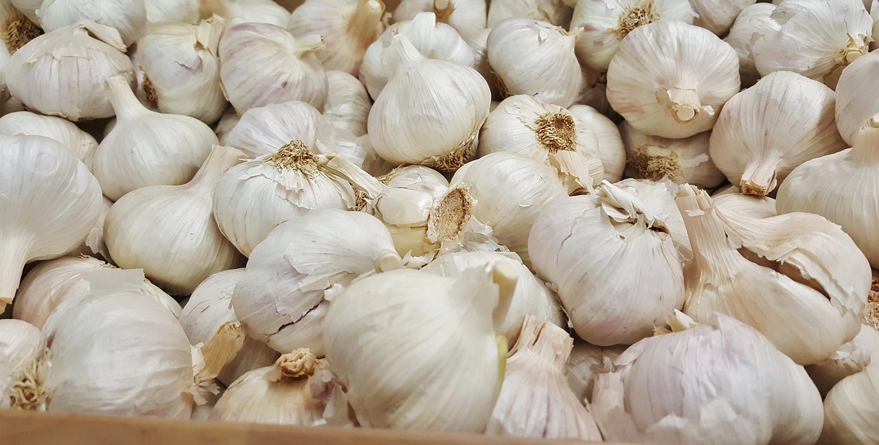 双孢菇价格行情解析与趋势分析
