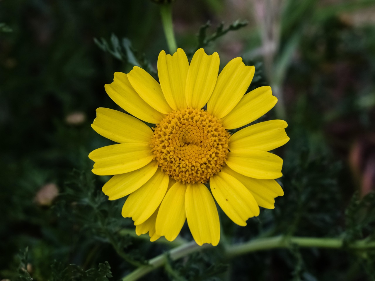 榴花盛开探新讯，2017年榴花最新信息解析