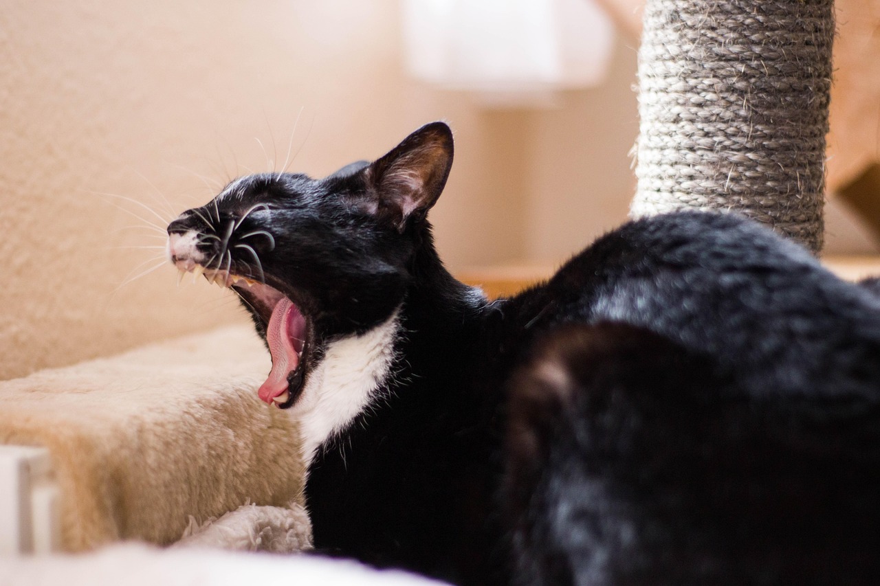 探索猫咪世界的魅力，最新猫咪视频分享！